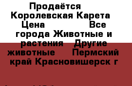 Продаётся!     Королевская Карета › Цена ­ 300 000 - Все города Животные и растения » Другие животные   . Пермский край,Красновишерск г.